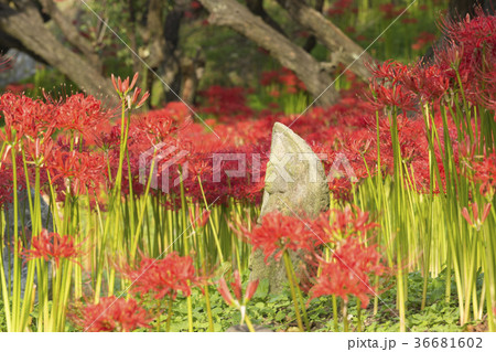 満開の嶺岳寺の彼岸花 満開の嶺岳寺の彼岸花 36681602