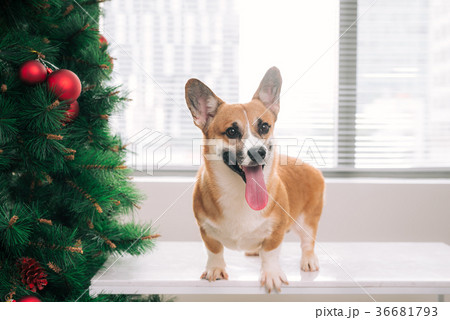 Pembroke corgi with a Christmas tree.Happy Holiday Pembroke corgi with a Christmas tree.Happy Holiday 36681793
