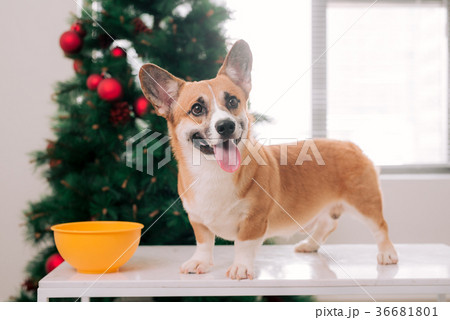 Pembroke corgi with a Christmas tree.Happy Holiday Pembroke corgi with a Christmas tree.Happy Holiday 36681801
