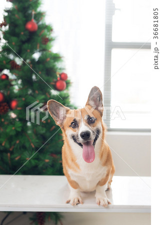 Pembroke corgi with a Christmas tree.Happy Holiday Pembroke corgi with a Christmas tree.Happy Holiday 36681805