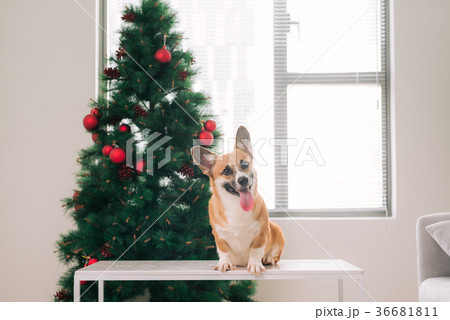 Pembroke corgi with a Christmas tree.Happy Holiday Pembroke corgi with a Christmas tree.Happy Holiday 36681811
