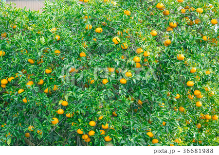 みかんの一種　柑橘系の果物　※種類はよくわかりません　イメージとしてお使いください 36681988