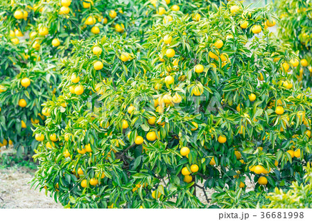 みかんの一種　柑橘系の果物　※種類はよくわかりません　イメージとしてお使いください 36681998
