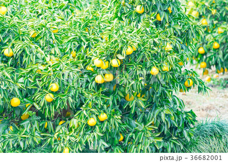 みかんの一種　柑橘系の果物　※種類はよくわかりません　イメージとしてお使いください 36682001