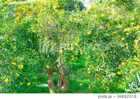 みかんの一種　柑橘系の果物　※種類はよくわかりません　イメージとしてお使いください 36682019