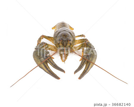 crawfish isolated crawfish isolated 36682140