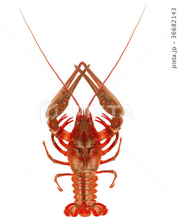 crawfish isolated crawfish isolated 36682143