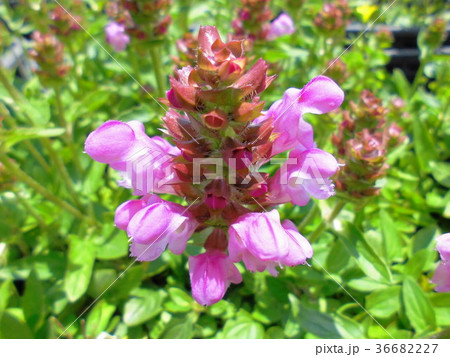 セルフヒール セルフヒール 36682227