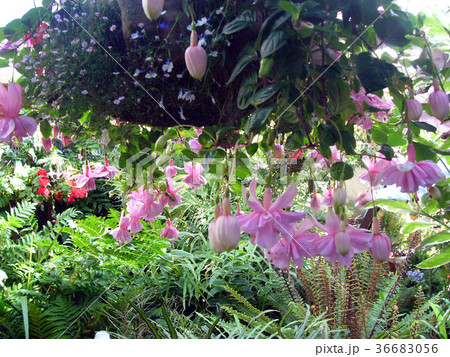 ガーデニング　庭　園芸　花壇　ラインガーデン 36683056