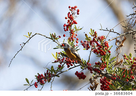 ジョウビタキ 36683604