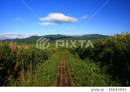 夏の雨竜沼湿原 夏の雨竜沼湿原 36683691