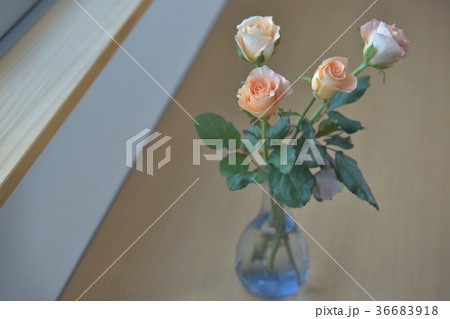 窓辺の花 ばら 窓辺の花 ばら 36683918