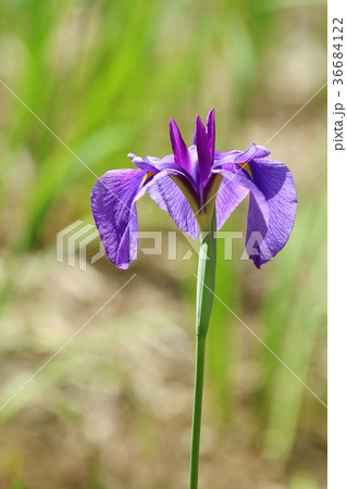 ハナショウブの花 6月 ハナショウブの花 6月 36684122