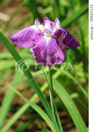 ハナショウブの花 6月 ハナショウブの花 6月 36684123