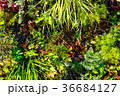 植物の背景 36684127