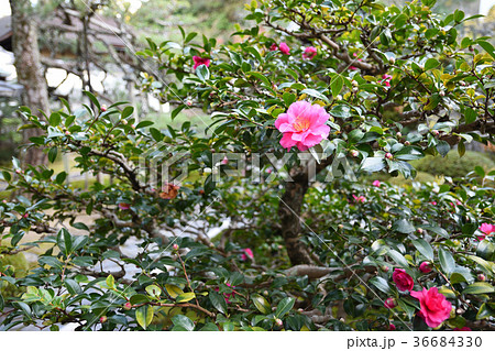 一休寺の椿 36684330