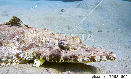 Tentacled flathead in the Red Sea, Egypt 36684602