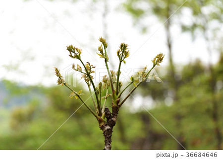 自然自生しているタラの芽 36684646