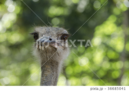 Close up of ostrich in the farm Close up of ostrich in the farm 36685041