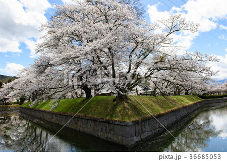 龍岡城の桜 龍岡城の桜 36685053
