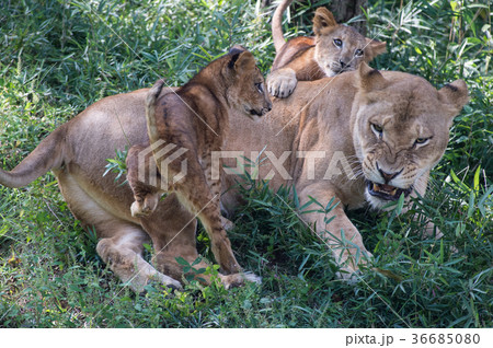 戯れるライオンの親子の写真素材