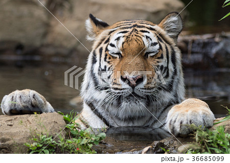 アムールトラの水遊び 36685099