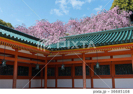 平安神宮と桜 平安神宮と桜 36685108
