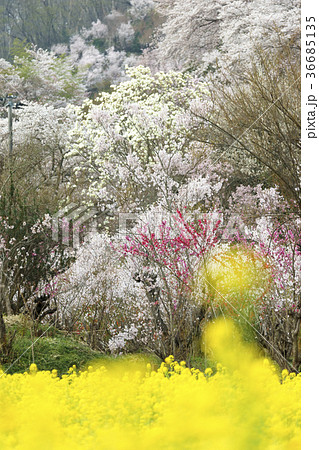 福島に桃源郷ありと詠まれた満開の花見山公園 36685135