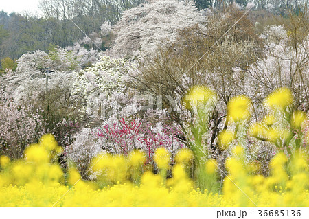 福島に桃源郷ありと詠まれた満開の花見山公園 福島に桃源郷ありと詠まれた満開の花見山公園 36685136
