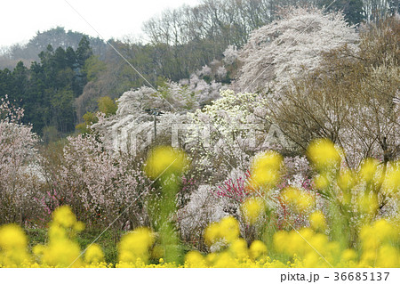 福島に桃源郷ありと詠まれた満開の花見山公園 福島に桃源郷ありと詠まれた満開の花見山公園 36685137