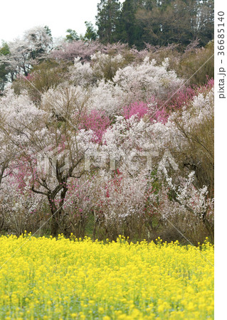 福島に桃源郷ありと詠まれた満開の花見山公園 福島に桃源郷ありと詠まれた満開の花見山公園 36685140
