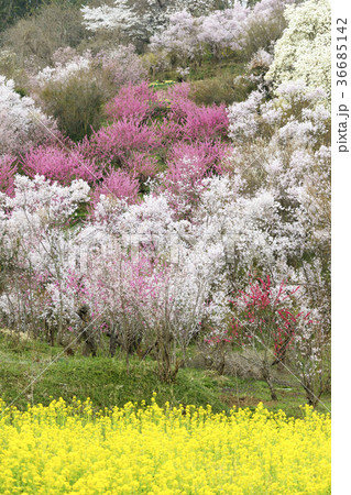 福島に桃源郷ありと詠まれた満開の花見山公園 36685142