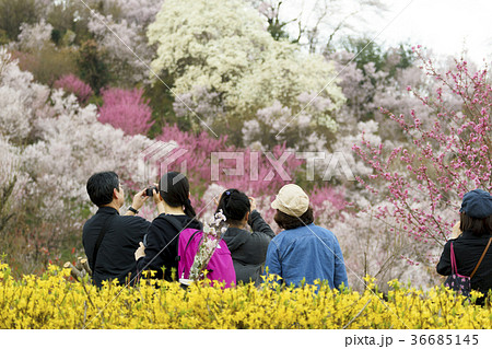 福島に桃源郷ありと詠まれた満開の花見山公園を散策する観光客 福島に桃源郷ありと詠まれた満開の花見山公園を散策する観光客 36685145