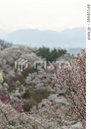 福島に桃源郷ありと詠まれた満開の花見山公園 36685148
