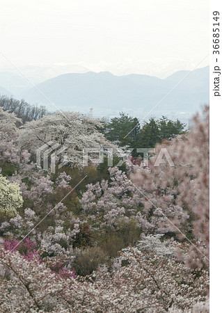 福島に桃源郷ありと詠まれた満開の花見山公園 福島に桃源郷ありと詠まれた満開の花見山公園 36685149