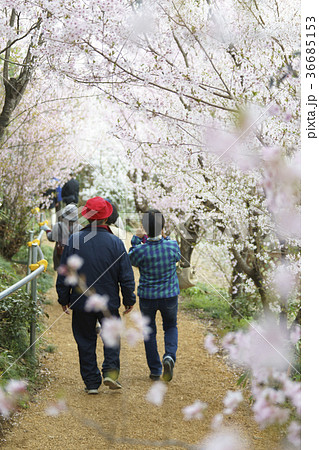 福島に桃源郷ありと詠まれた満開の花見山公園を散策する観光客 福島に桃源郷ありと詠まれた満開の花見山公園を散策する観光客 36685153