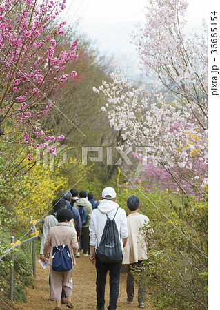 福島に桃源郷ありと詠まれた満開の花見山公園を散策する観光客 36685154