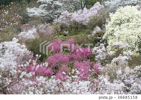 福島に桃源郷ありと詠まれた満開の花見山公園 36685158
