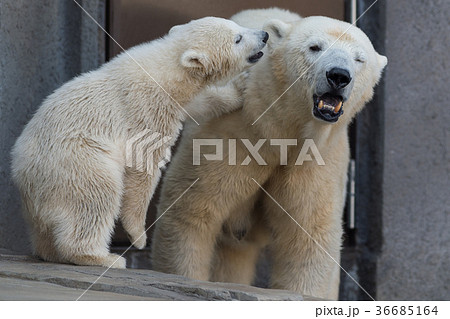 シロクマ親子の写真素材