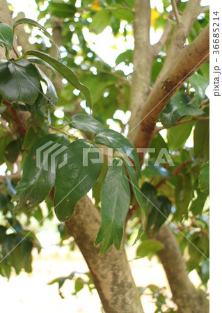 錦魚葉椿の葉 金魚椿の葉 錦魚葉椿の葉 金魚椿の葉 36685214