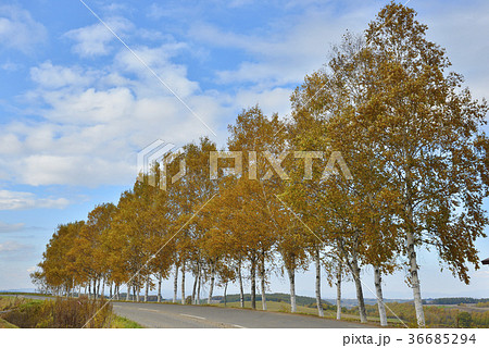 秋のシラカバ並木 36685294