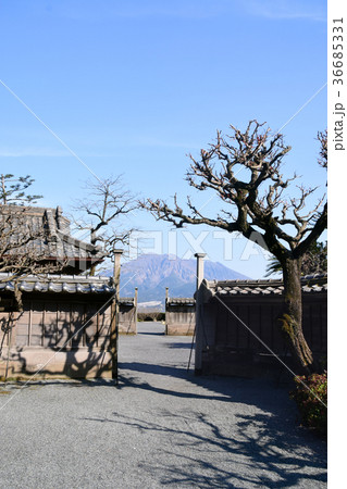 仙巌園内の町並みから見た桜島 36685331