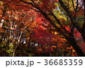 紅葉 36685359