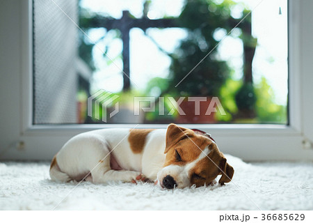 Jack russel puppy on white carpet 36685629