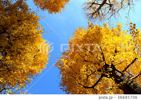 大田黒公園 36685706