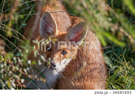Portrait of a red fox, Vulpes vulpes 36685893