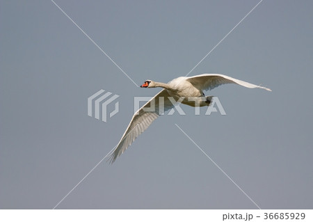 Mute swan, Cygnus olor, in flight 36685929