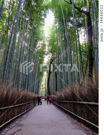 Bamboo grove at Arashiyama in Kyoto, Japan Bamboo grove at Arashiyama in Kyoto, Japan 36686032