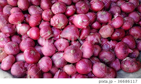 Big healthy vegan organic purple onions Big healthy vegan organic purple onions 36686117