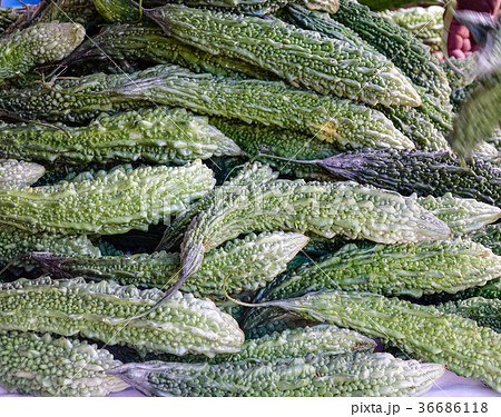 Fresh green bitter gourd or bitter melon herb 36686118